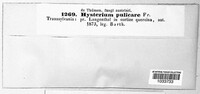 Hysterium pulicare image